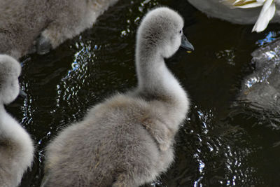 High angle view of swan swimming in lake