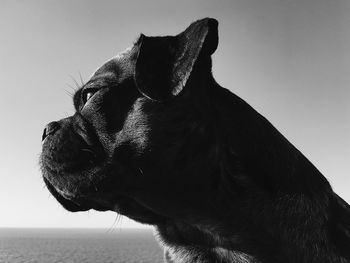 Close-up of a dog looking away against sky