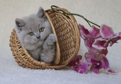 Close-up of kitten in basket