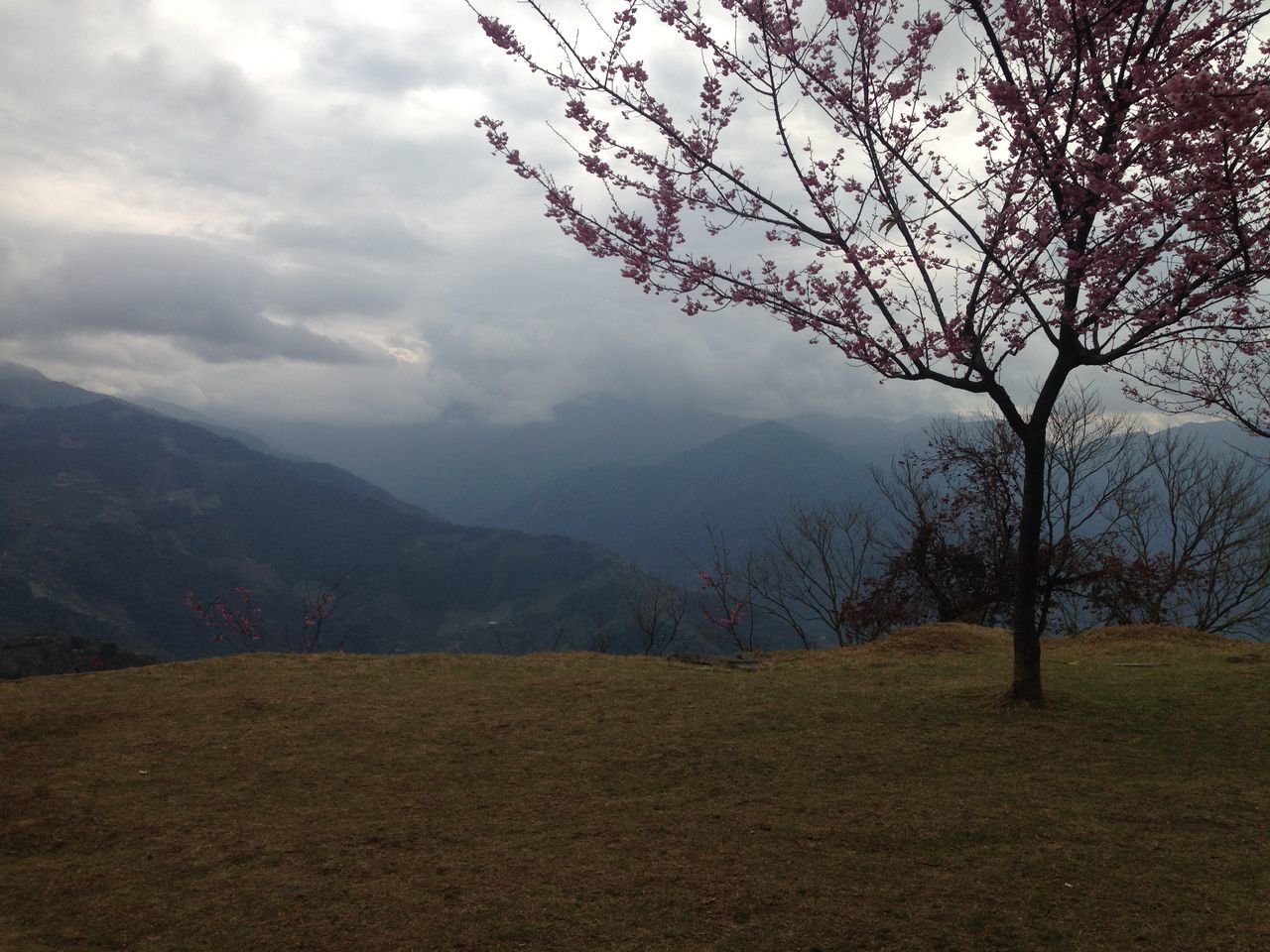 tranquility, tranquil scene, scenics, beauty in nature, sky, tree, nature, bare tree, branch, mountain, cloud - sky, low angle view, idyllic, non-urban scene, weather, landscape, outdoors, no people, silhouette, day