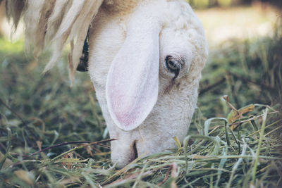 Close-up of a horse on field