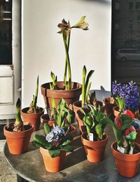 Potted plant on window sill