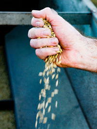 Cropped hand of man throwing wheat in container