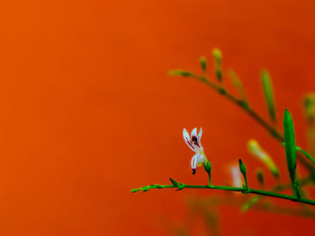 Close-up of orange bird