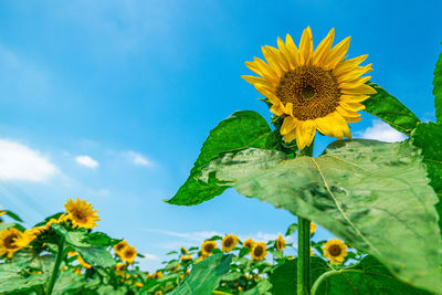 Close-up of sunflower against sky