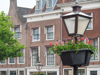 Potted plant on balcony of building