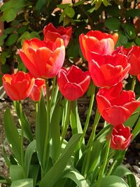 Close-up of red flowers blooming outdoors