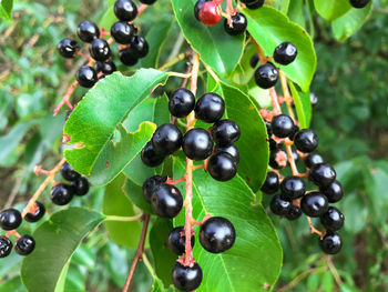 Close-up of berries growing on tree