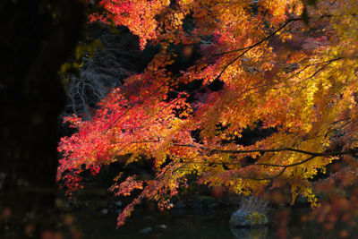 Close-up of autumn leaves on tree