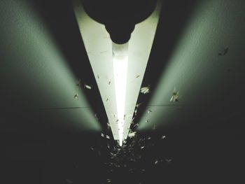 Low angle view of insects flying by illuminated fluorescent light on ceiling