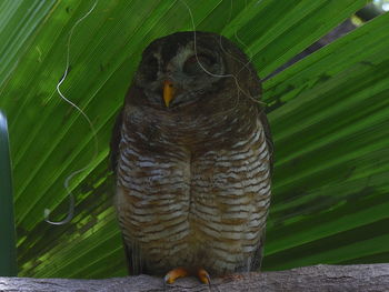 Close-up of bird perching on leaf