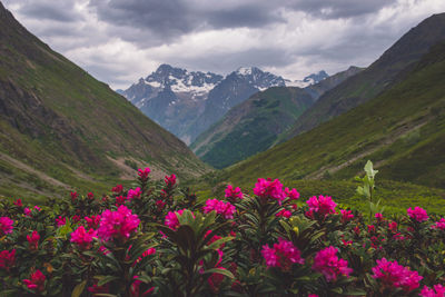 A picturesque landscape shot of a meadow in the alps mountains in the valgaudemar valley