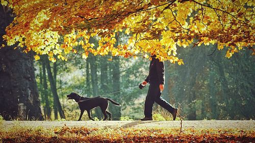 Low section of man with dog walking on road amidst trees during autumn