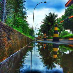 Reflection of trees in water