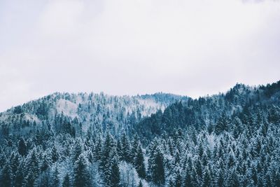 Close-up of trees against sky during winter