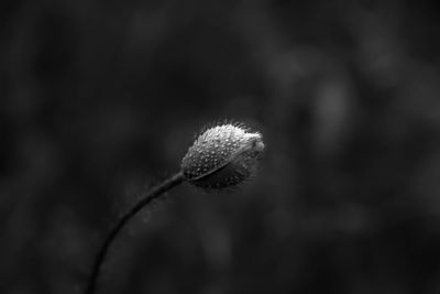 Close-up of dandelion on flower bud