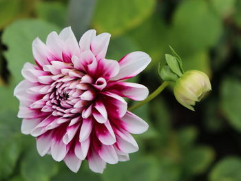 Close-up of pink dahlia flower