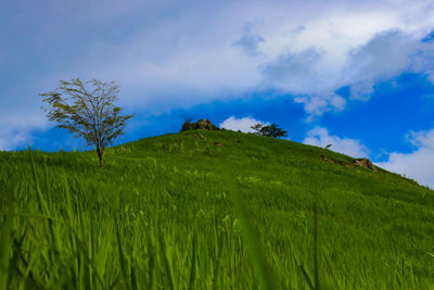 Scenic view of grassy field against sky