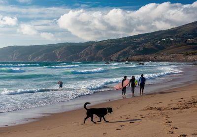 Two dogs on beach