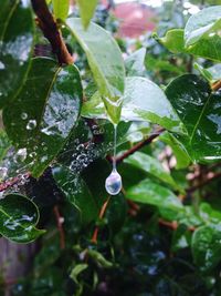 Close-up of wet plant