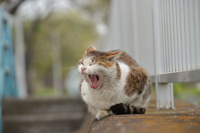 Close-up of a relaxed cat yawning