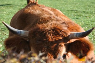 Cows in a field