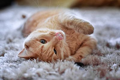 Close-up of cat lying on carpet