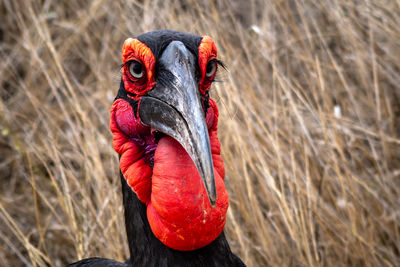 Southern ground hornbill portrait