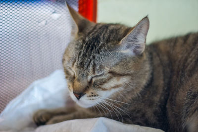 Close-up of cat sleeping on bed