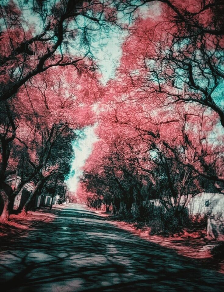 ROAD AMIDST TREES DURING AUTUMN