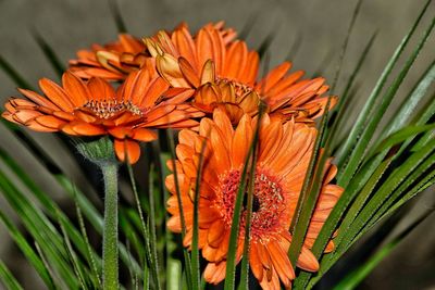 Close-up of orange flowers blooming outdoors