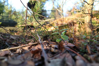 Close-up of trees in forest