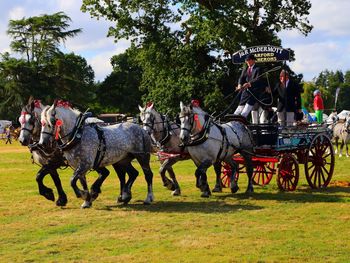Horse cart on field