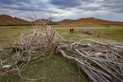 Scenic view of field against sky