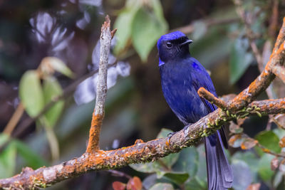 Close-up of bird perching on branch