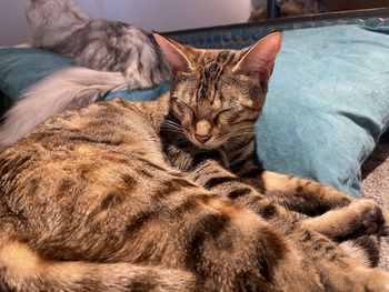 cat