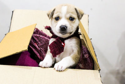 Portrait of puppy on book