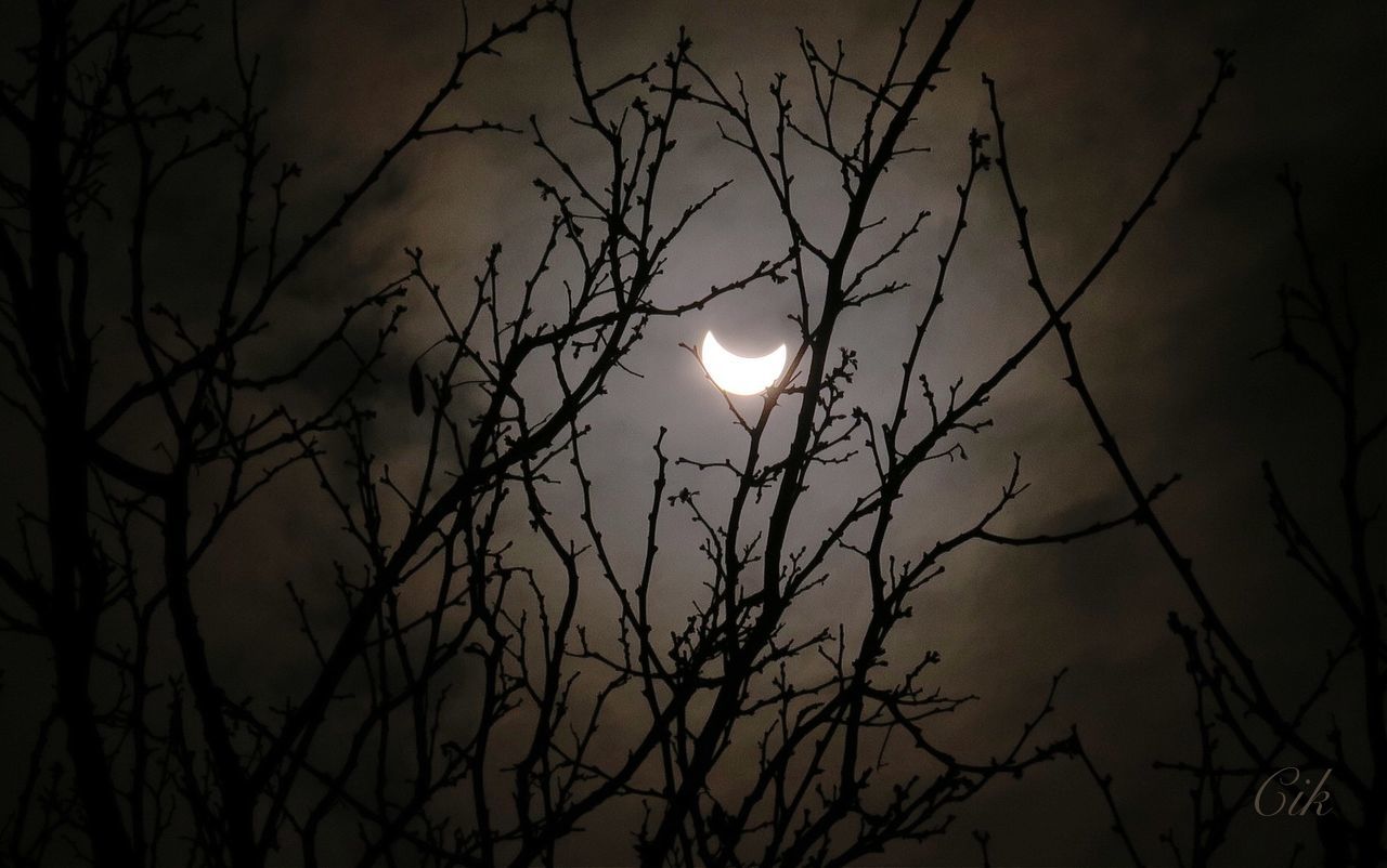 LOW ANGLE VIEW OF BARE TREES AT SUNSET