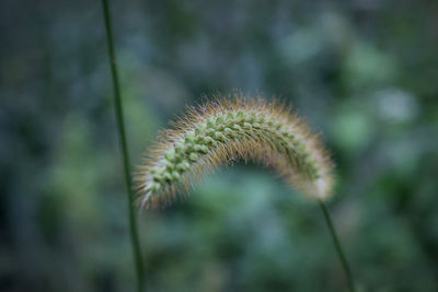 Close-up of plant against blurred background