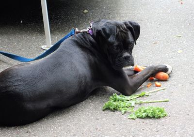 High angle view of dog eating food