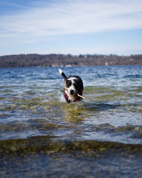 Portrait of dog holding stick walking in sea