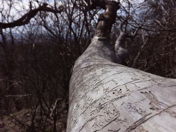 Low angle view of bare trees against the sky