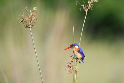 Close-up of bird perching on a flower