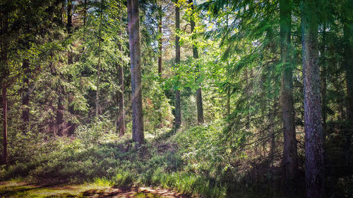 Trees in forest