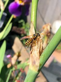 Close-up of insect on plant