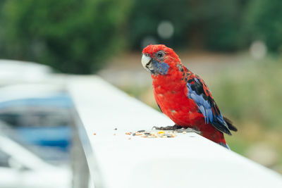 Close-up of bird perching outdoors