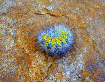 High angle view of yellow petals