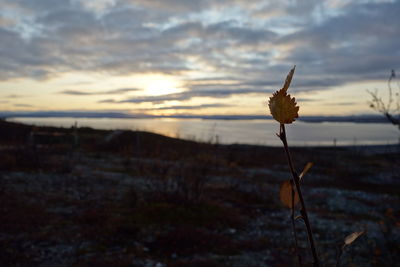 Close-up of wilted flower on field against sky during sunset