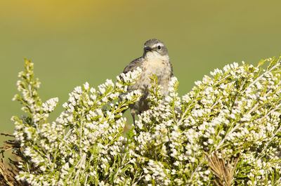 Close-up of bird perching on plant