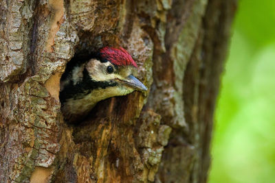 Close-up of a bird perching on tree trunk